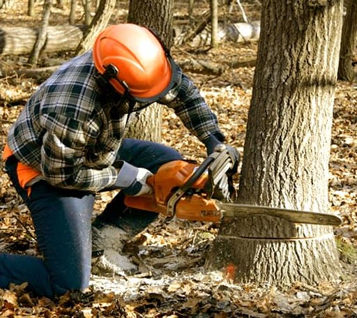 Tree Removal in Camden Wyoming, DE